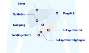 Illustration av organ i buken: lever, magsäck, gallblåsa, gallgång, tolvfingertarm och bukspottkörtel. Ont under revbenen båda sidorna kan relateras till dessa organ.