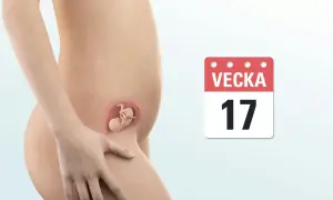 Gravid i vecka 17, känner lite ont i nedre delen av magen. En illustration visar fostret i livmodern.