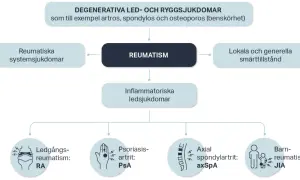 Diagram som visar olika reumatiska sjukdomar, inklusive degenerativa, inflammatoriska och systemiska tillstånd, samt smärttillstånd.