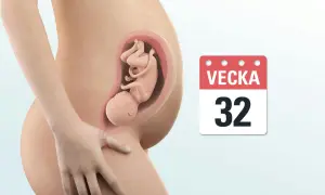 Gravid vecka 32. En illustration visar ett foster i livmodern, med en kalenderikon som anger "Vecka 32".