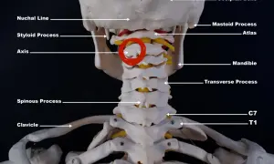 Modell av halsryggen med atlas och axis markerade. C7 och T1 syns längst ner.
