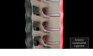 Detaljerad vy av ryggradens ligament, som visar dess struktur och funktion för att stabilisera ryggraden.