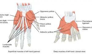 Illustration visar handens muskler. Ja, det finns muskler i fingrarna, som abductor digiti minimi och flexor pollicis brevis.