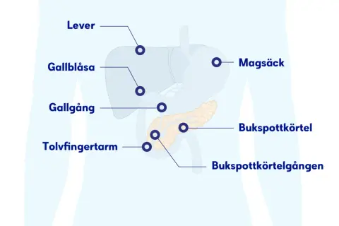 Illustration av organ i buken: lever, magsäck, gallblåsa, gallgång, tolvfingertarm och bukspottkörtel. Ont under revbenen båda sidorna kan relateras till dessa organ.