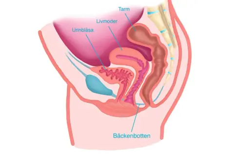 Illustration av kvinnans bäcken med urinblåsa, livmoder, tarm och bäckenbotten. En del av bål kroppen.