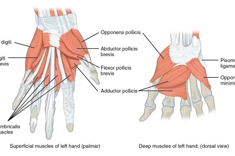 Illustration visar handens muskler. Ja, det finns muskler i fingrarna, som abductor digiti minimi och flexor pollicis brevis.