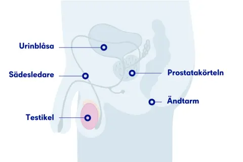 Anatomisk illustration visar urinblåsa, sädesledare, testikel, prostatakörteln och ändtarm. Kan vara relevant vid ont i pungen och ljumsken.