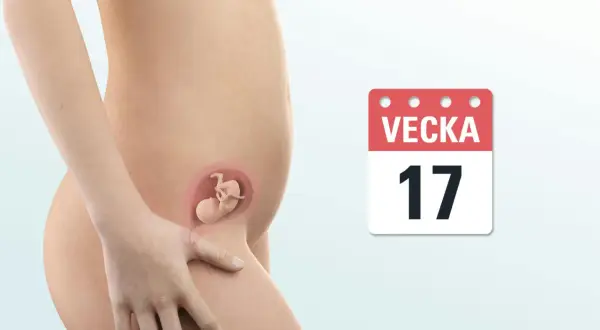 Gravid i vecka 17, känner lite ont i nedre delen av magen. En illustration visar fostret i livmodern.