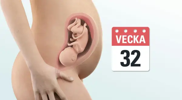 Gravid vecka 32. En illustration visar ett foster i livmodern, med en kalenderikon som anger "Vecka 32".