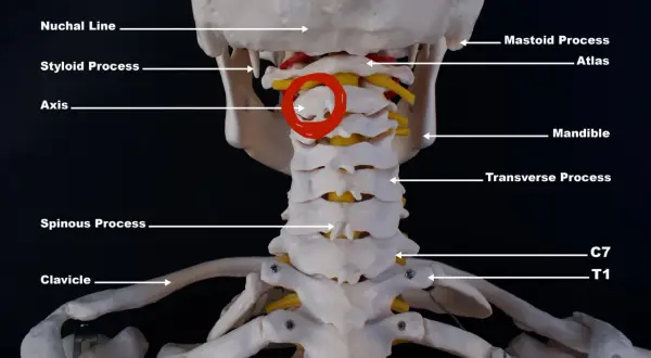 Modell av halsryggen med atlas och axis markerade. C7 och T1 syns längst ner.