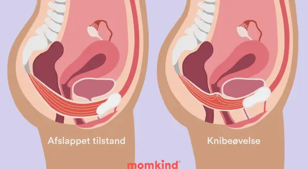 Bilder visar bäckenbottenmuskulaturen. Vart sitter blygdbenet gravid? Det sitter framtill i bäckenet, under urinblåsan.