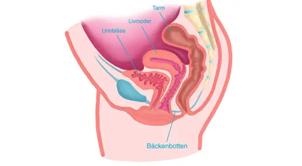 Illustration av kvinnans bäcken med urinblåsa, livmoder, tarm och bäckenbotten. En del av bål kroppen.