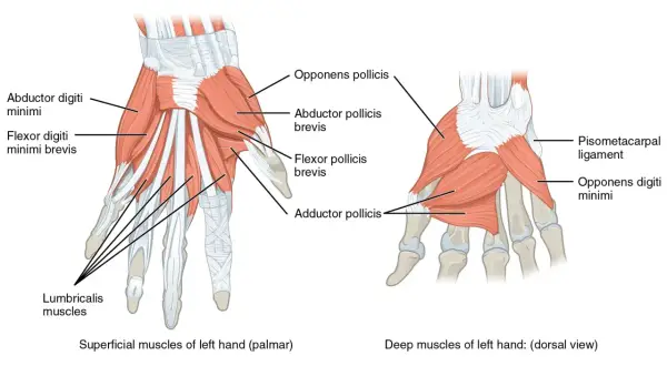 Illustration visar handens muskler. Ja, det finns muskler i fingrarna, som abductor digiti minimi och flexor pollicis brevis.