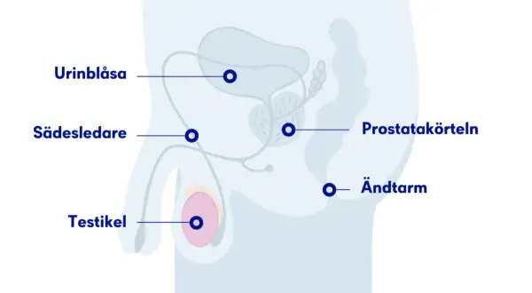 Anatomisk illustration visar urinblåsa, sädesledare, testikel, prostatakörteln och ändtarm. Kan vara relevant vid ont i pungen och ljumsken.