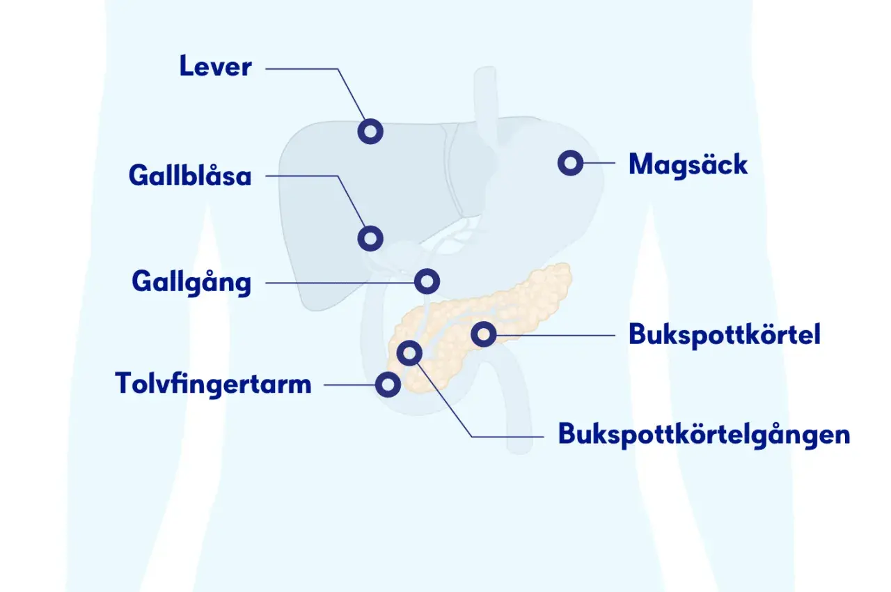 Illustration av organ i buken: lever, magsäck, gallblåsa, gallgång, tolvfingertarm och bukspottkörtel. Ont under revbenen båda sidorna kan relateras till dessa organ.