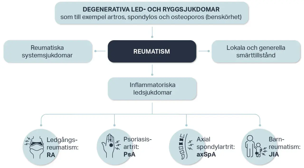 Diagram som visar olika reumatiska sjukdomar, inklusive degenerativa, inflammatoriska och systemiska tillstånd, samt smärttillstånd.