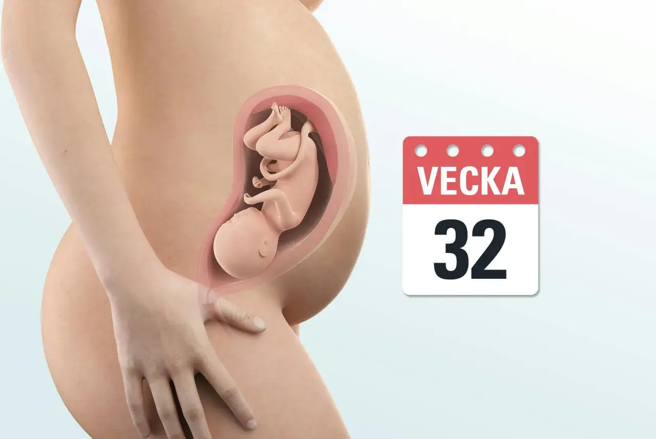 Gravid vecka 32. En illustration visar ett foster i livmodern, med en kalenderikon som anger "Vecka 32".