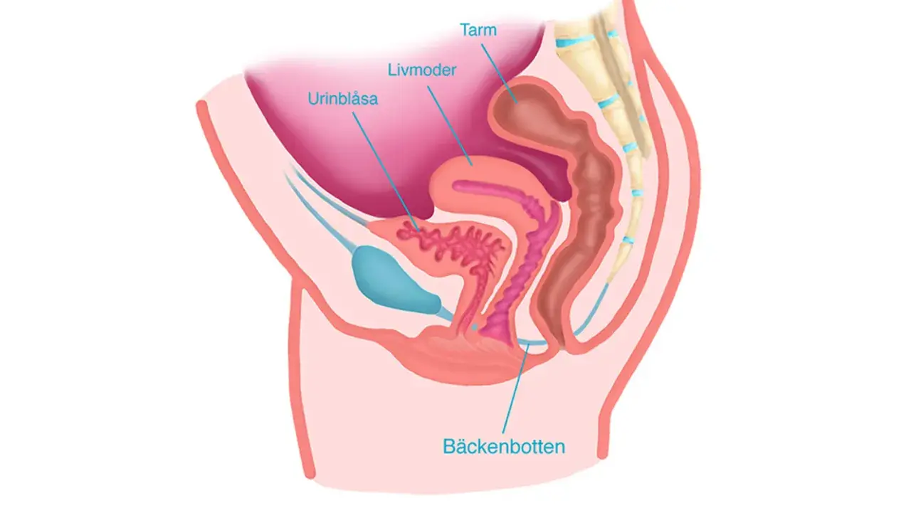 Illustration av kvinnans bäcken med urinblåsa, livmoder, tarm och bäckenbotten. En del av bål kroppen.