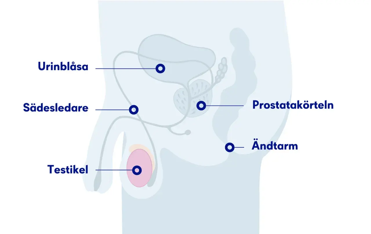 Anatomisk illustration visar urinblåsa, sädesledare, testikel, prostatakörteln och ändtarm. Kan vara relevant vid ont i pungen och ljumsken.