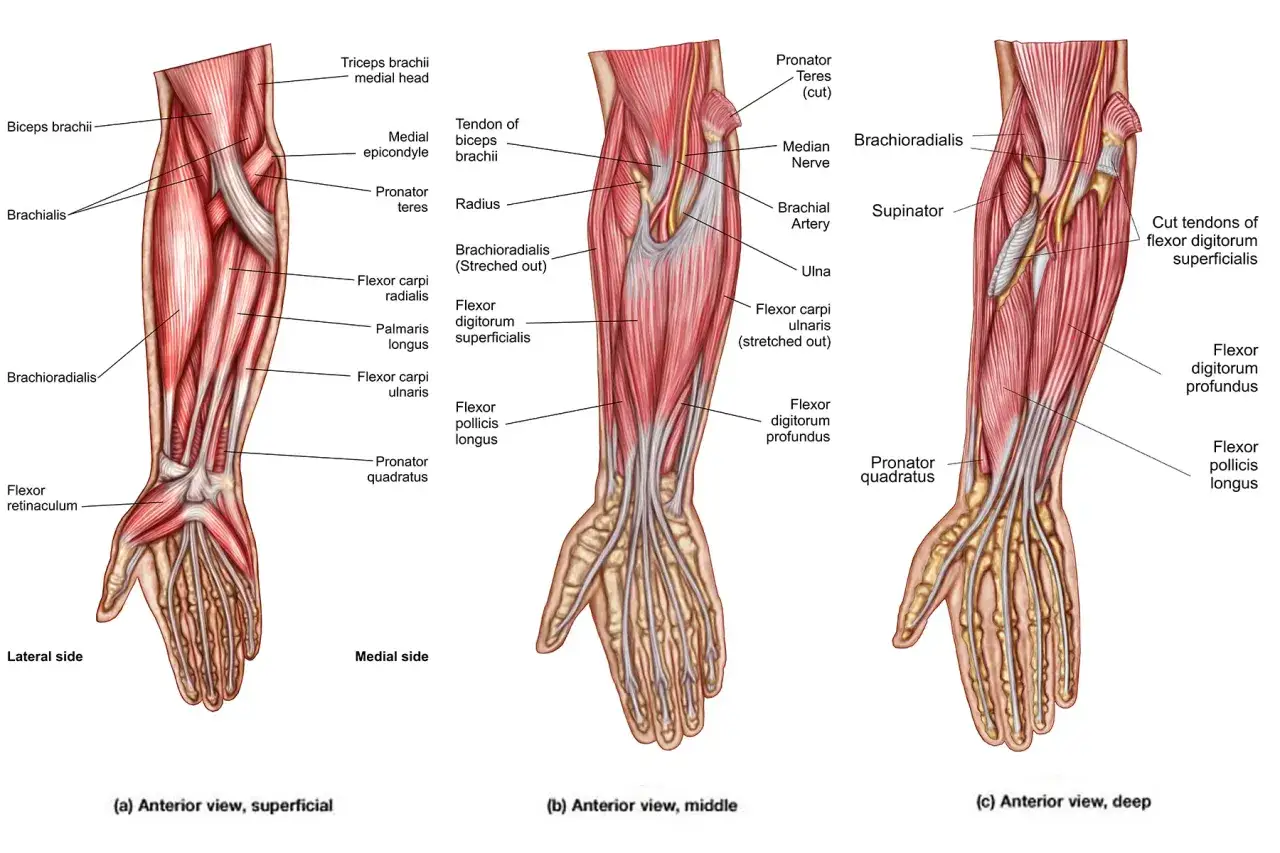 Detaljerad anatomisk illustration av muskler i armen, med olika lager och specifika namn på muskler och senor.