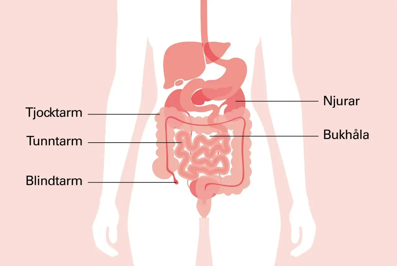 Illustration av matsmältningssystemet. Kan ge en förklaring till ont i nedre delen av magen gravid v 17.