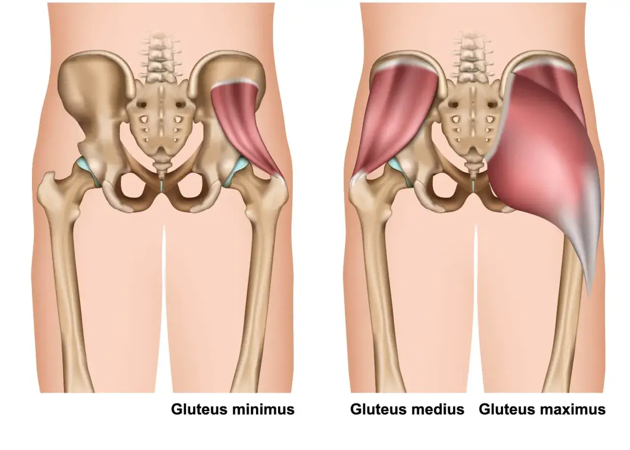 Illustration visar b&auml;ckenben och h&ouml;ftleder. Till v&auml;nster visas gluteus minimus, en liten muskel i skinkan. Till h&ouml;ger visas gluteus medius och gluteus maximus, st&ouml;rre muskler i skinkan.