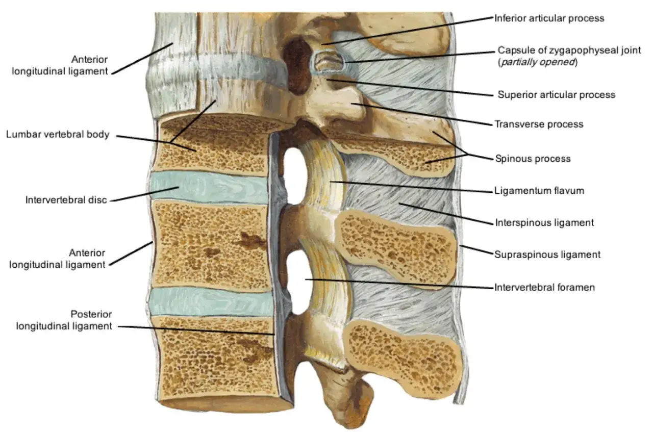 Detaljerad vy av ryggradens ligament och kotor. Visar hur ligamentum flavum och andra ligament stödjer ryggraden.