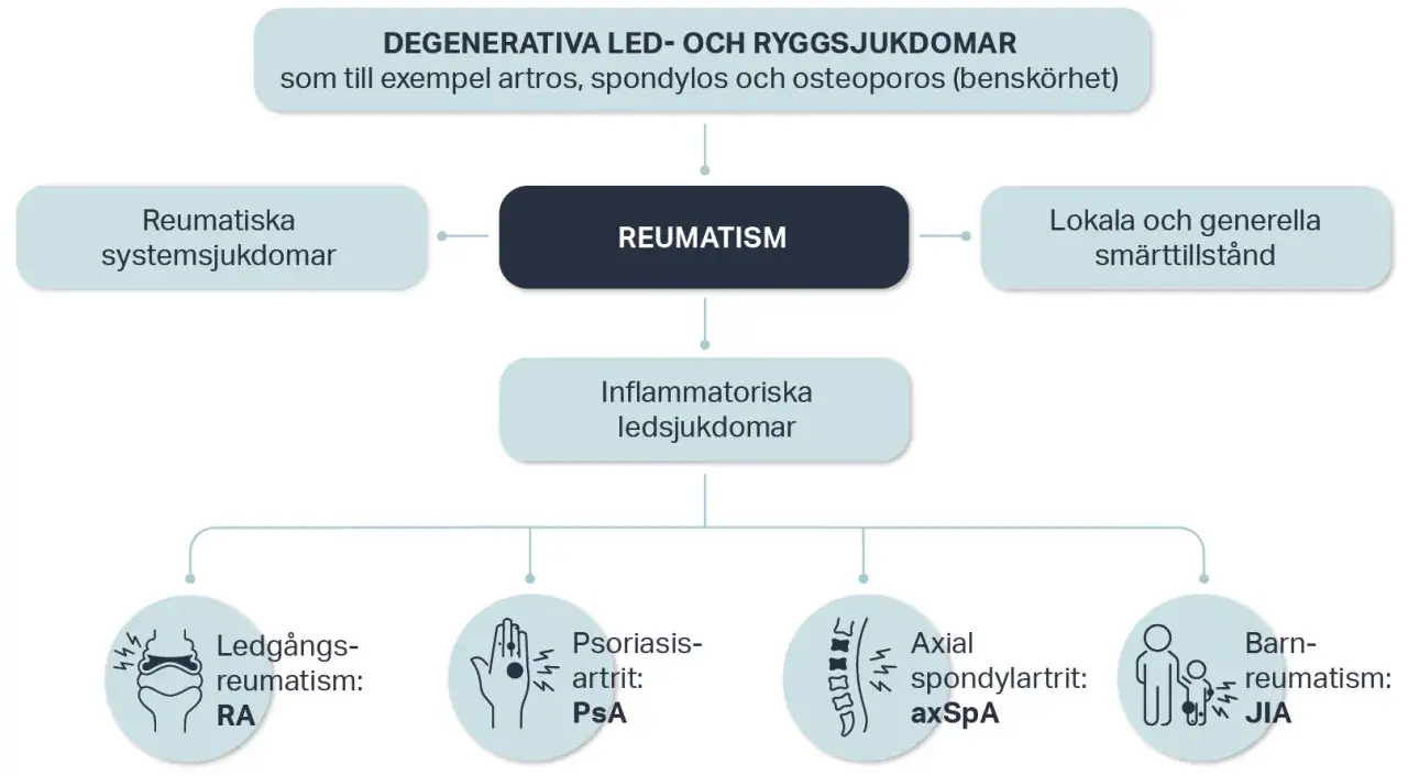 Diagram som visar olika reumatiska sjukdomar, inklusive ledgångsreumatism, psoriasisartrit, axial spondylartrit och barnreumatism.