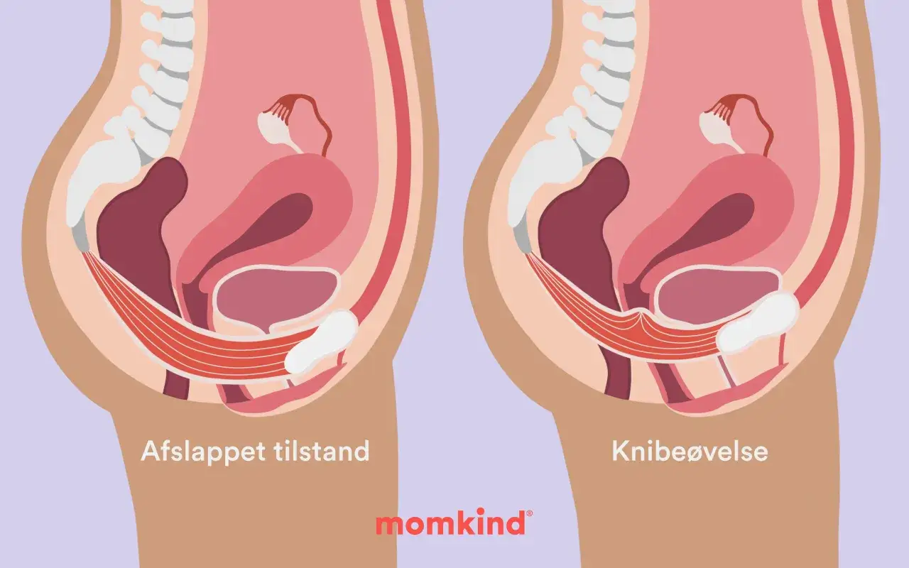 Illustration av b&auml;ckenbotten i avslappnat och knipet tillst&aring;nd. Blygdbenet &auml;r en del av b&auml;ckenet.