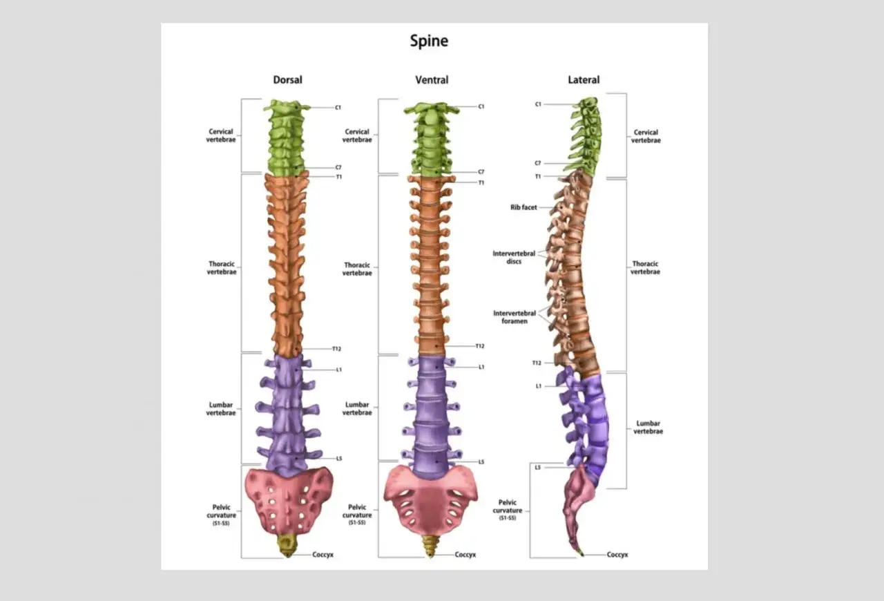 Illustration av ryggraden sedd fr&aring;n olika h&aring;ll: dorsal, ventral och lateral. Visar cervikal-, thorakal- och lumbalryggraden, samt b&auml;ckenkr&ouml;kning och svanskotan. Dessa leder i ryggen &auml;r avg&ouml;rande f&ouml;r h&aring;llning och r&ouml;relse.