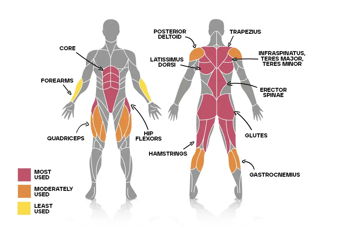 Muskelgrupper som anv&auml;nds vid marklyft: b&aring;l, rygg, glutes, hamstrings. R&ouml;tt indikerar mest anv&auml;nd, orange m&aring;ttligt, gult minst.