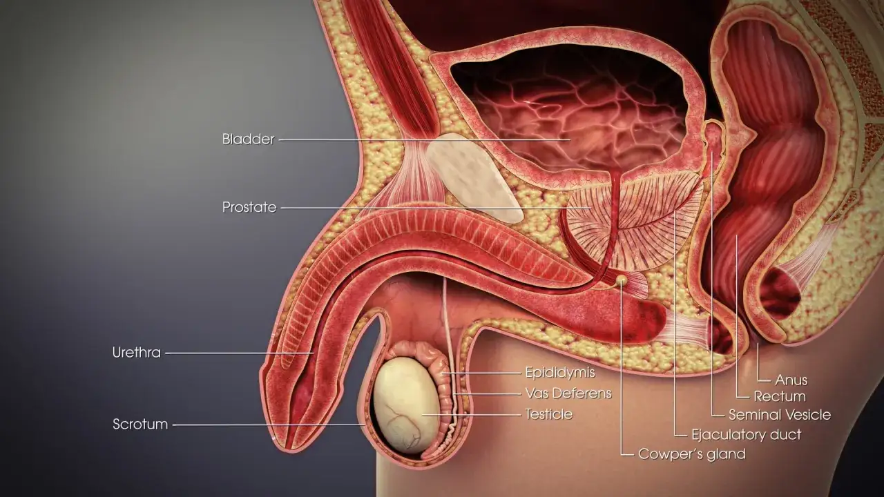 Anatomisk illustration av manliga könsorgan. Om du har ont i pungen och ljumsken kan det bero på problem med testiklar, prostata eller urinrör.