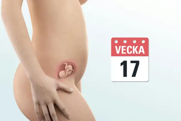 Gravid i vecka 17, känner lite ont i nedre delen av magen. En illustration visar fostret i livmodern.