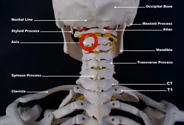 Modell av halsryggen med atlas och axis markerade. C7 och T1 syns längst ner.